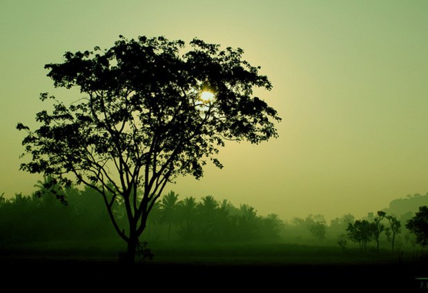 tree in the mist
